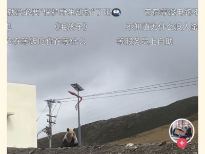 高速服务区充电桩被告知无法使用：因为有只狗熊一直守着 !