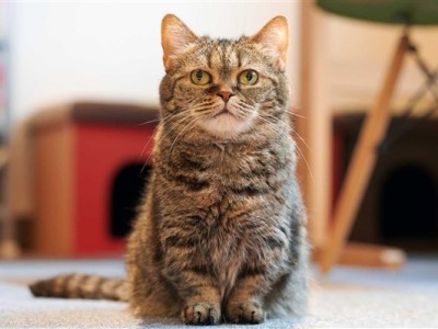 长城猫火出圈：外国游客沦陷了 !