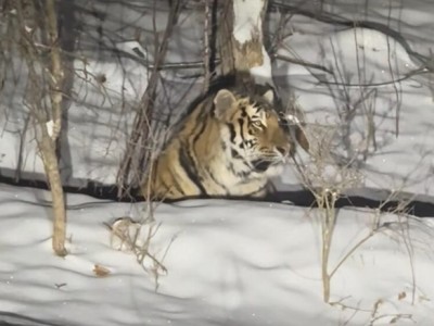 女子雪夜遇东北虎：感受“死亡凝视” ！