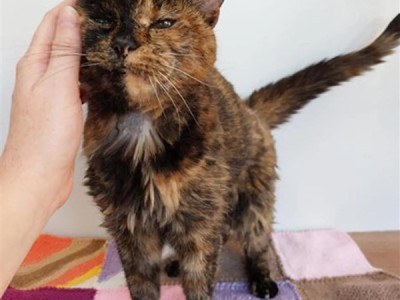 世界上最长寿的在世猫咪30岁了：相当于人类140-150岁 ！