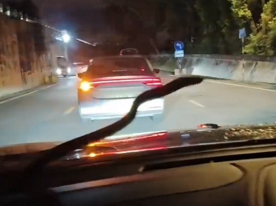 男子夜晚开车突遇长蛇爬前挡风玻璃 当时车载广播正在放鬼故事 网友：现实版惊悚特效 !