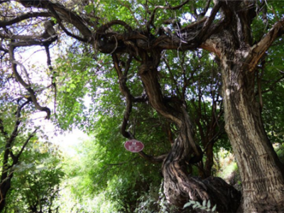 树龄达416年！西藏发现高海拔地区已知寿命最长野生葡萄树 !