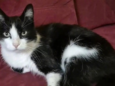 法国奶牛猫在西班牙走丢 徒步250公里创奇迹安全回家 ！