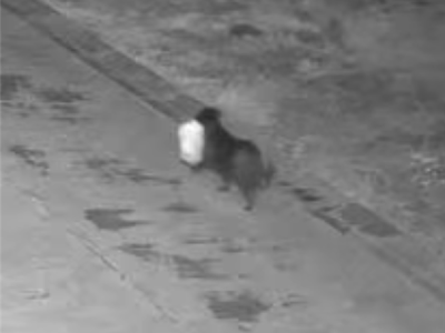 为省钱意大利男子苦练狗子夜晚出街丢垃圾：最终被罚 ！