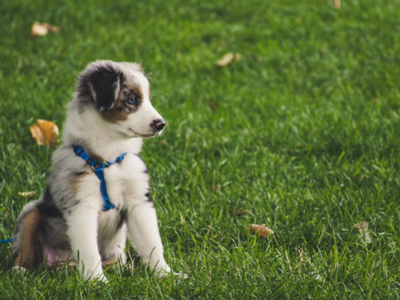 宠物也开卷！上海狗狗上起幼稚园 单日98元起 ！