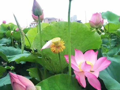 荷花定律是什么意思（荷花定律告诉了我们什么道理） ！