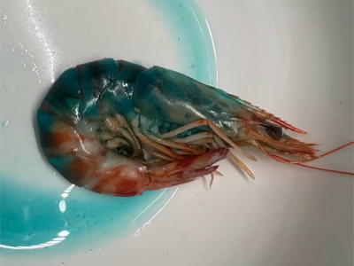 虾煮熟后渗出蓝色液体 盒马客服回复：不影响食用 ！