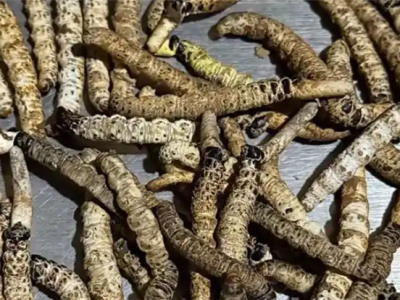 男子摔倒后发现虫草 4天采了几百根 价值三四千元 ！