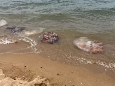 男子酒后骑摩托车压到洒落海蜇打滑摔死 法院判定4方过错 ！