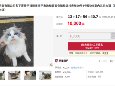 公司负债倒闭5只猫咪被法拍 起拍价1万 知情人：正常售卖5万 ！