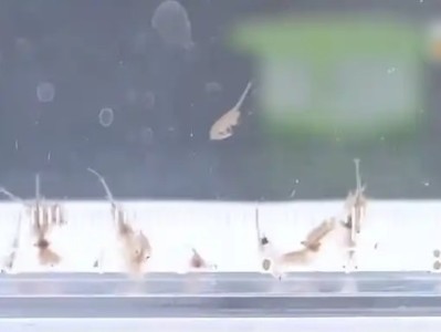地球现存较为古物种之一！新疆沙漠首次发现盐水丰年虾 !