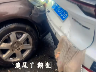 春节返程后备箱挂大鹅 结果被后车追尾丧生！交警提醒 ！